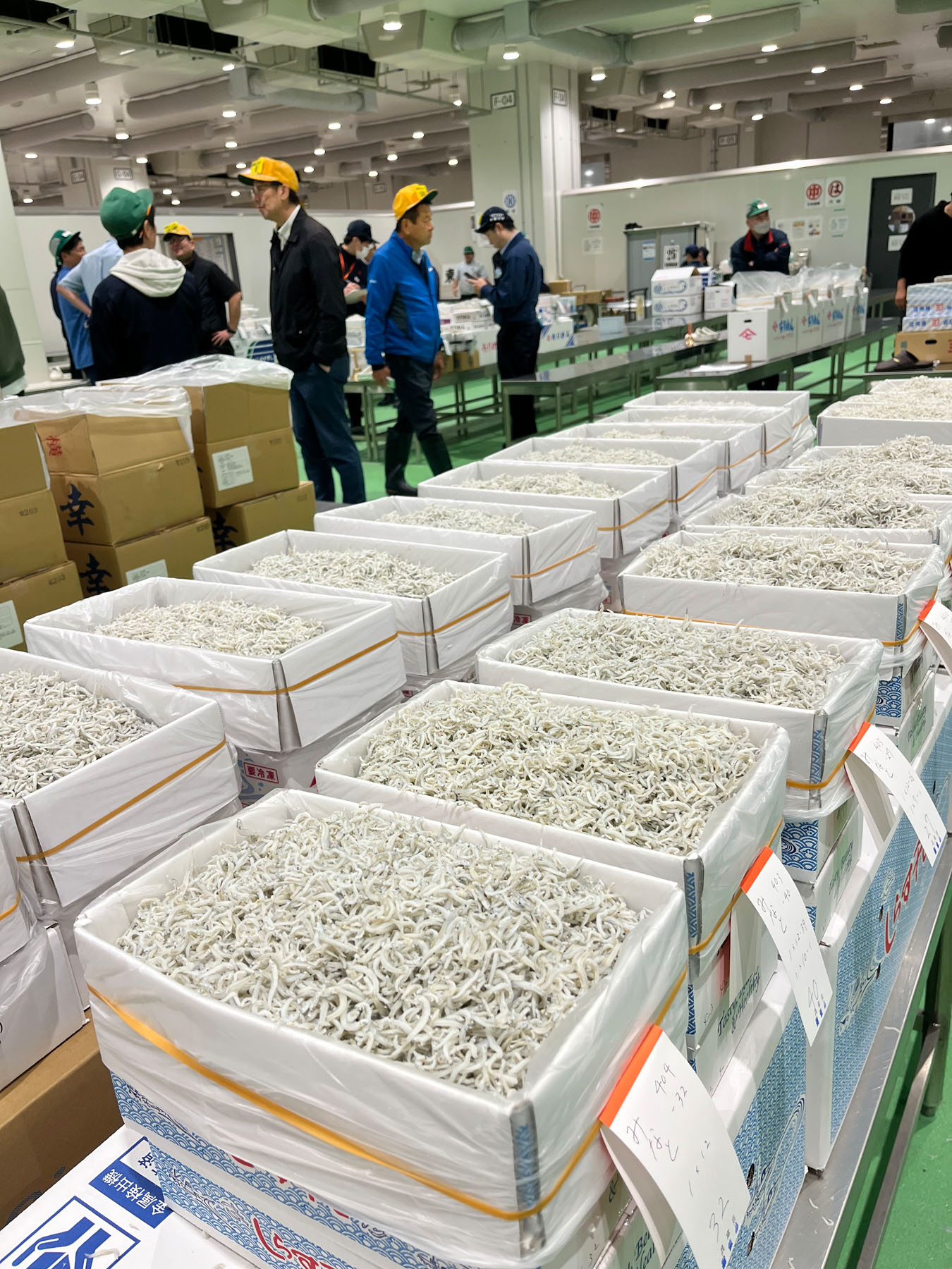 しらすの競り場（豊洲）その2